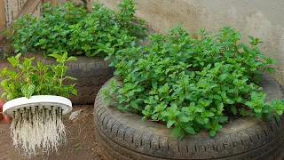 Don’t Throw Away Mint Stems! Replant Them This Way for Non-Stop Harvests |ミントの茎を捨てないで！植え直せば収穫が止まらない