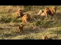 Lion cub approaching 4 dominant male lions