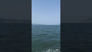 Feeling good with the other sailboats at the Golden Gate!