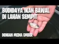 Download Lagu BUDIDAYA IKAN BAWAL Di Lahan Sempit | Media Ember