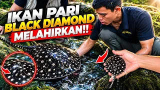 KEJUTAN LUAR BIASA! ANAK IKAN PARI BLACK DIAMOND AKHIRNYA LAHIR!