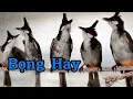Download Lagu Chào Mào Hót Đấu - Chào Mào Hót Sáng Luyện Giọng Kích Bổi Ra Âm Hót Đấu - Kích Chim Sổ Bọng Căng Lửa