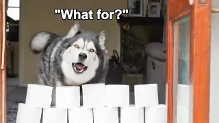 Husky Doing Exact Opposite of What's He's Asked & Grinning about it!