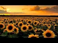 Download Lagu Sunflower (bass boosted)