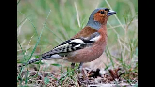 Chaffinch 1h Bird Sound 