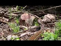 Download Lagu Bushbuck ingested by an enormous African Rock Python