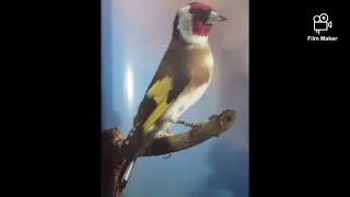 صاحب صفحة المقنين المغربي تكرم علينا بهاذ الشو كاصدقة جارية على روح والدة الأخ Yahia ربي يرحمها 