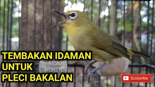 pleci nembak enak masteran handal