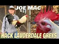 Joe Mac Farm Grit Steel Beautiful Birds