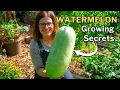 WATERMELON GROWING GUIDE From Seed to Harvest