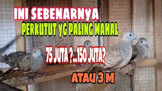 Download Inilah Burung Perkutut Yang Paling Mahal MP3