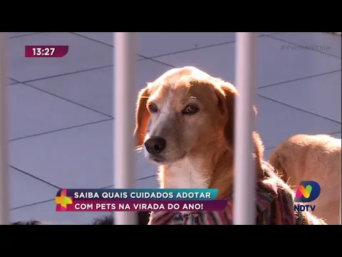 Cuidados com os pets na virada do ano