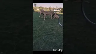 پژدر های زیبا نمایشی پژدر سگ Dog Mastiffdog  پژدر های زیبا نمایشی پژدر سگ Dog Mastiffdog