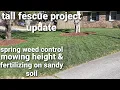 Turf type tall fescue the next spring