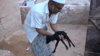 برومو مسلسل حالي وحالك دندنها
