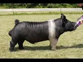 Facts - Hampshire Boar