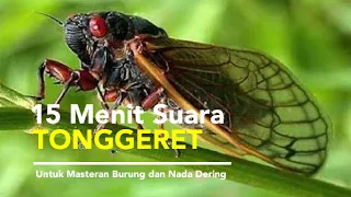 15 menit suara tonggeret u masteran burung dan nada dering