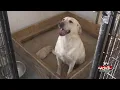 A dog breeder to expand in the Sioux Falls area