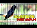 Download Lagu MURAI GACOR FUL NEMBAK MATERI SUPER EDAN