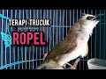 Download Lagu trucukan gacor ROPEL PANJANG buat pancingan trucukan agar bunyi JADIKAN burung trucuk gacor EMOSI