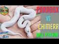 Paradox VS Chimera Ball Pythons