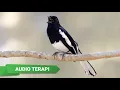 Download Lagu Suara Kacer Muda Hutan Untuk Terapi Kacer Stress, Drop Mental, Mbagong, Malas Bunyi