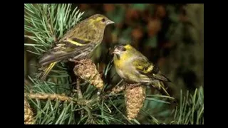 صوت طائر النعار حسون الشوك صافي ١٠٠ للصيد مجرب و فعال 