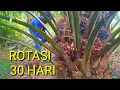 Download Lagu Panen sawit rotasi panjang sawit super banyak