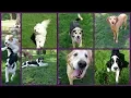 Welcome To Pet Ritz Luxury Pet Resort Brighton Michigan