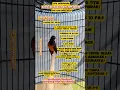 Download Lagu Rawatan Murai Batu Tipe Dingin Untuk Yang Sibuk Kerja  #burungkicau #kicaumanianusantara #MuraiBatu