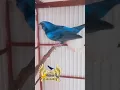 Download Lagu esquenta seu azulão com esse vídeo   #passaros #azulao #cantoefibra #natureza #aves  #aves