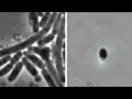 Bacteria filmed hiding from antibiotic