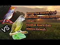 Download Lagu Prenjak Merah vs Cucak Jenggot Beset kasar || suara terapi air dan masteran burung kicau