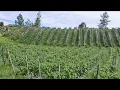 Download Lagu Sudah Hampir  Siap Semua Proses Penanaman Cabai Lumayan Lebar Tahun Ini Yang Menanam Cabe Nano
