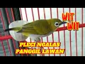Download Lagu Pleci Ngalas Panggil Lawan Pandai Merangsang Bunyi