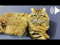 MALE CAT IN HEAT MEOWING - MATE CALLING