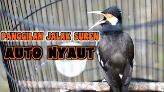 Download SUARA PANGGILAN JALAK SUREN MP3