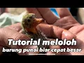 Download Lagu Tutorial meloloh anak burung punai biar cepat besar #kicaumania