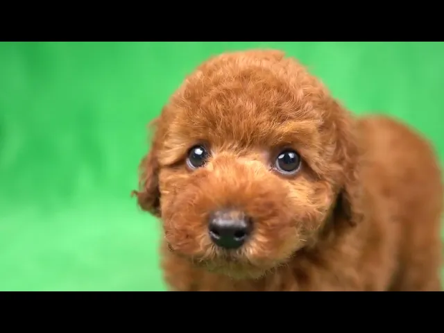 動画