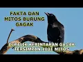 Lagu FAKTA DAN MITOS BURUNG GAGAK, BURUNG PINTAR, BANYAK MITOS DISELURUH DUNIA, GAGAK PINTAR