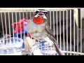 Lagu Burung Berkecet Leher-Merah Siberian Ruby Throat (Luscinia Calliope)