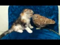 This Cute Kitten and An Owl Becomes Playmates