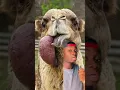 why did camel throw up their stomach out of their mouth