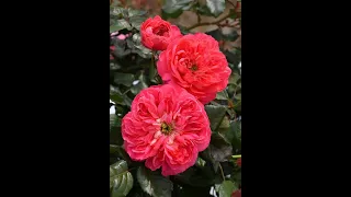 Lionheart японская роза с львиным сердцем и душой романтика Новинка селекции Таку Кимуро 2023 г 