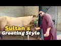 Download Lagu Sultan horse ko slaam karna a gaya🥹Kiky’s update😍(mian saqib)