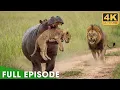 Greatest Fights In The Animal Kingdom Fight for Survival Nature Animal Documentary