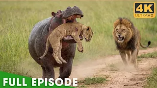 Greatest Fights In The Animal Kingdom Fight for Survival Nature Animal Documentary