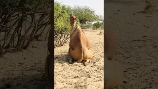 الجمل والناقة يستمتعان بالتزاوج في الصحراء صحراء العرب Farmanimals الجمل Camel Wildlife الناقة 