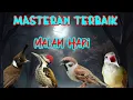 MASTERAN MURAI BATU TERBAIK UNTUK MALAM HARI SUARA MASTERAN MURAI JERNIH MUDAH DITIRU