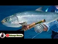 Download Lagu heboh anak kecil mancing ikan, calon Pemancing terbaik sedunia, media edukasi anak,